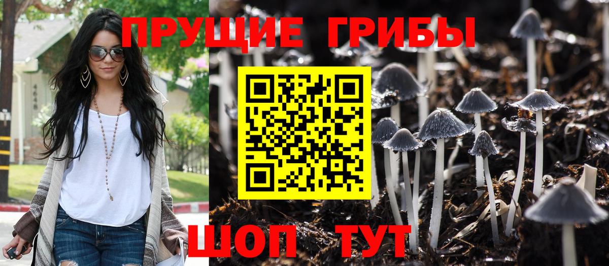 Псилоцибиновые грибы Psilocybine cubensis Заволжье